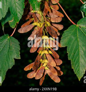 Clusters of sycamore seeds dangle from sturdy branches, surrounded by lush green foliage, highlighting an important part of local ecosystems. Stock Photo