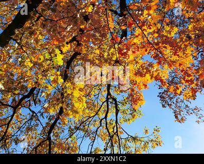 Changing leaves on a large Oak tree take on beautiful colors in the Autumn or Fall Season. Stock Photo