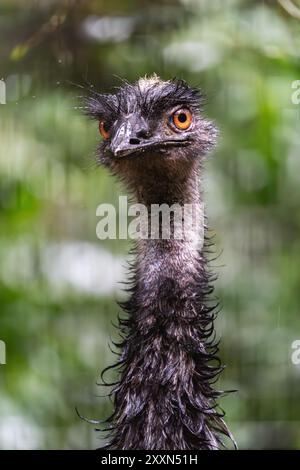 Close-up photo captures the intense orange eyes of an emu against a green backdrop. Stock Photo