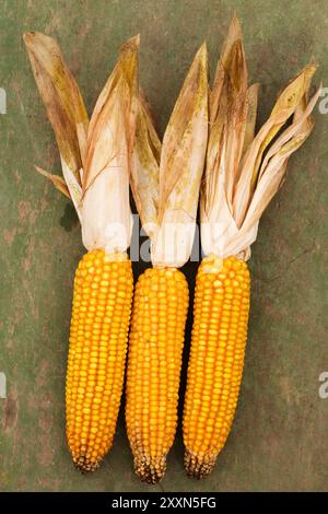 Three dry yellow ears of corn on vintage wooden background, top view Stock Photo