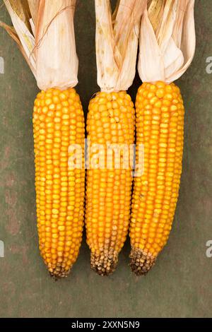 Three dry yellow ears of corn on vintage wooden background, top view Stock Photo