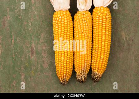 Three dry yellow ears of corn on vintage wooden background, top view Stock Photo