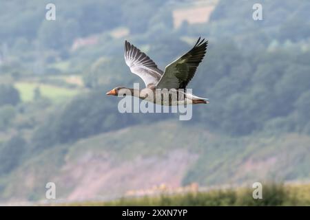 Goose in flight UK Stock Photo