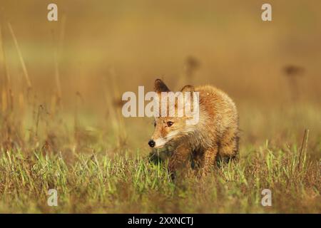 Young puppy of red fox (Vulpes vulpes) looking for prey on summer meadow. Natural scene from Czech wildlife. Stock Photo