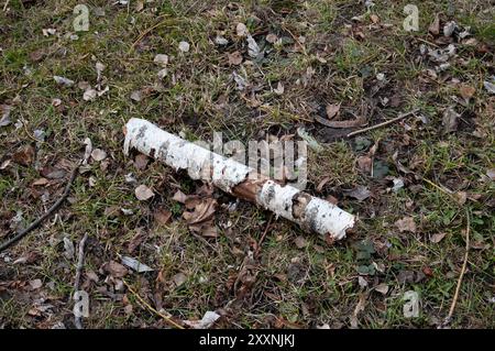 an old rotten birch log lying on the ground Stock Photo