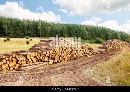 Log piles of cut up tree trunks waiting to be loaded onto logging wagon and trailer in Dumfries and Galloway Scotland United Kingdom Stock Photo