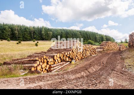 Log piles of cut up tree trunks waiting to be loaded onto logging wagon and trailer in Dumfries and Galloway Scotland United Kingdom Stock Photo