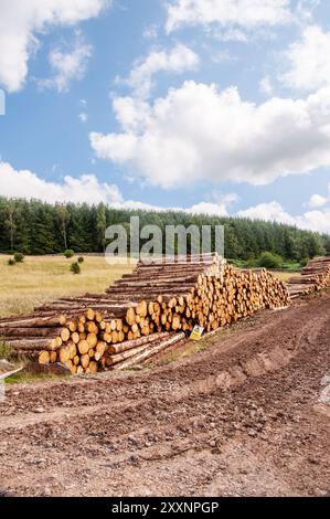 Log piles of cut up tree trunks waiting to be loaded onto logging wagon and trailer in Dumfries and Galloway Scotland United Kingdom Stock Photo