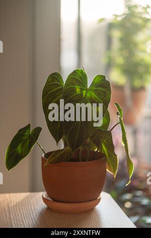 Closeup of Philodendron Splendid plant in flower pot at home.  Stock Photo