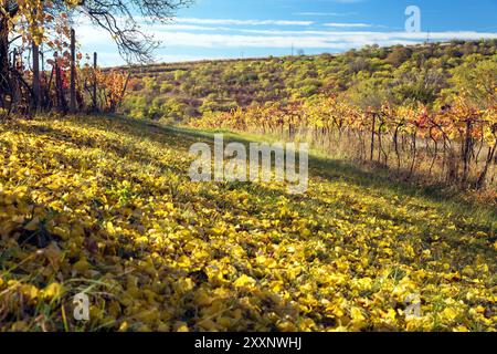 Autumn meadow in the middle of vineyards, autumnal landscape Stock Photo