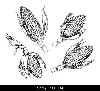 Drawing corn plant, cob, grains, detailed liner drawing, sketch, packaging design element, labels, menu, isolated vector object of a botanical illustration of corn Stock Vector