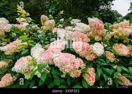Creamy white to pink flowers of Hydrangea paniculata (panicled hydrangea) Vanille Fraise 'Renhy', RHS Garden, Wisley, Surrey, SE England in summer Stock Photo