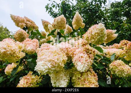 Creamy white to pink flowers of Hydrangea paniculata (panicled hydrangea) Vanille Fraise 'Renhy', RHS Garden, Wisley, Surrey, SE England in summer Stock Photo