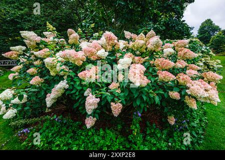 Creamy white to pink flowers of Hydrangea paniculata (panicled hydrangea) Vanille Fraise 'Renhy', RHS Garden, Wisley, Surrey, SE England in summer Stock Photo