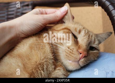 Ginger cat lying down with closed eyes. Human hand peting an orange color fluffy feline, adorable, cute pet relaxing at home. Adopt a homeless animal. Stock Photo