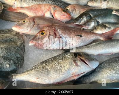 Common pandora fish on display Stock Photo