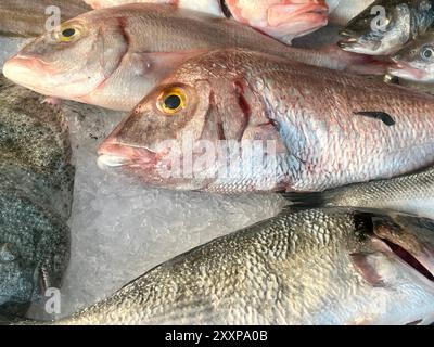 Common pandora fish on display Stock Photo