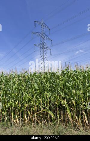 Symbolic image, renewable energies, maize plants, biogas plant, feed maize, high-voltage pylons, Baden-Wuerttemberg, Germany, Europe Stock Photo