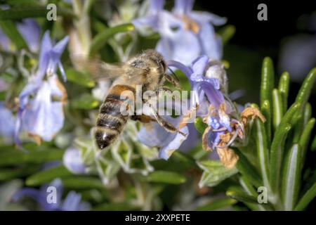 Honey bee flying towards a rosemary flower in spring, in front of a blurred background Stock Photo