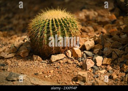 a single golden barrel cactus (Echinocactus grusonii) growing amidst a rocky, arid environment. The cactus is small, round, and covered in sharp. Stock Photo