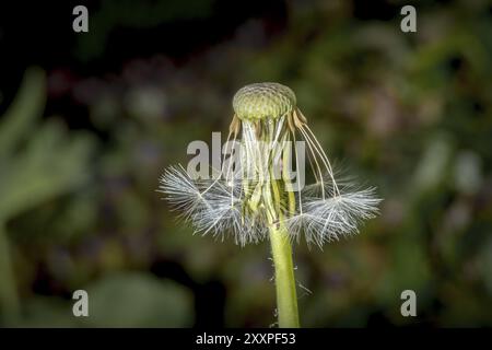 Blossom in front of a soft, blurred green background Stock Photo