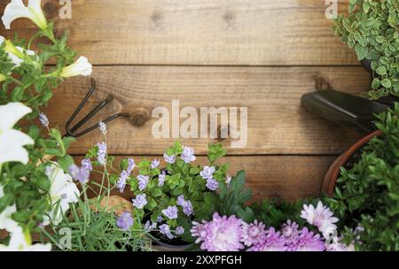 Top view on gardening, landscaping tools and equipment, different flowers and various herbs in pots on brown wood background flat lay. Empty blank cop Stock Photo