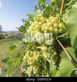 Ripe yellow grapes hang from the bush in direct sunlight Stock Photo