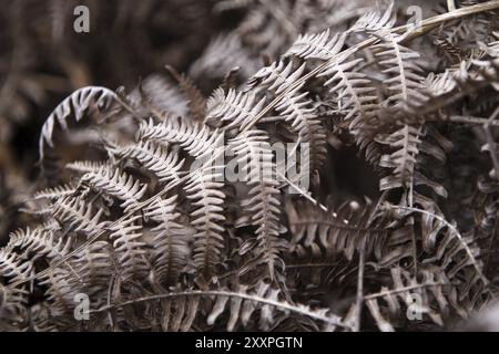 Dried fern fronds Stock Photo