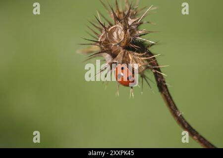 Ladybird on a dry thistle Stock Photo