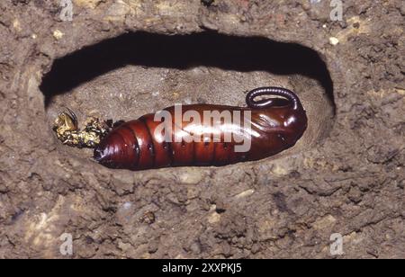 Hawk-moth pupa, Agrius convolvuli, Convolvulus Hawk-moth cocoon Stock Photo