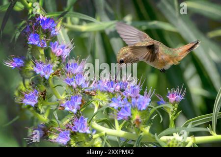 Allen's hummingbird (Trochilidae) in-flight feeding on a Pride of Madeira plant. Stock Photo