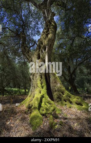 Gnarled olive tree on Corfu, Greece, Europe Stock Photo