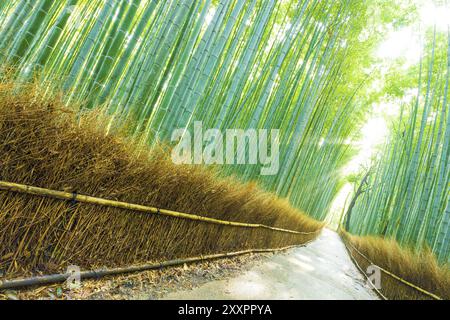 Morning sunlight peaks through tall bamboo trees to form god rays on an empty footpath road at Arashiyama Bamboo Grove forest in Kyoto, Japan. Tilted Stock Photo