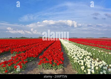 Red and white tulips and blue sky in spring, Holland Stock Photo