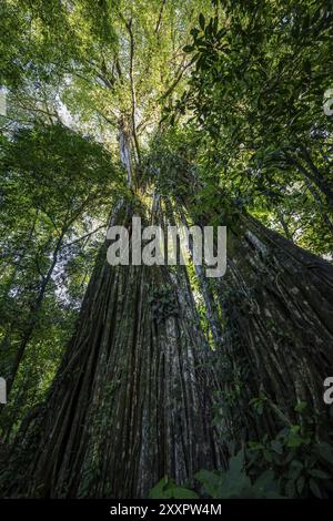 Hanging roots of a giant strangler fig (Ficus americana), looking upwards, in the rainforest, Corcovado National Park, Osa, Puntarena Province, Costa Stock Photo