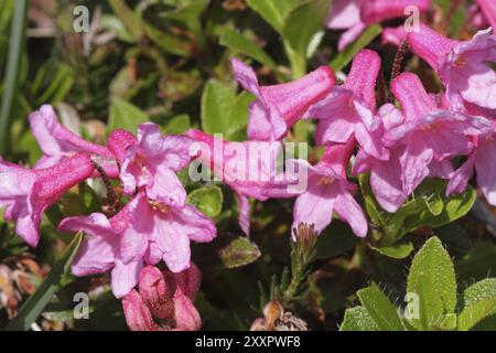 Hairy alpine rose, rhododendron hirsutum Stock Photo