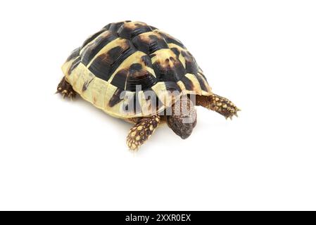 Baby of Hermann tortoise reptile on white background Stock Photo