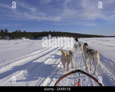 Dog sled ride Stock Photo