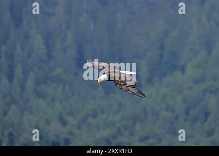 Bald eagle (Haliaeetus leucocephalus), flying, Hohenwerfen Castle, Salzburger Land, Austria, Europe Stock Photo