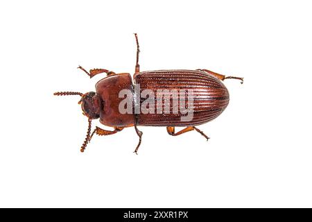 Red flour beetle Stock Photo