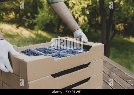 Worker at farm pack blueberry for shipment. Packing berry for delivery and sell. Male hands holding cardboard box or crate full of plastic containers Stock Photo