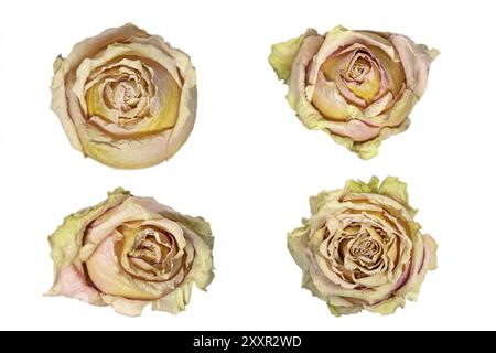 Four withered rose heads, against a white background Stock Photo