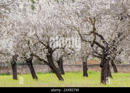 Almendros en flor, S' Esglaieta, Esporlas, mallorca, islas baleares, espana, europa Stock Photo