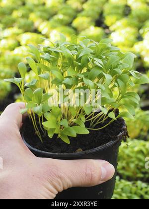 Fresh marjoram herbs growing in pot, held in hand, above other plants Stock Photo