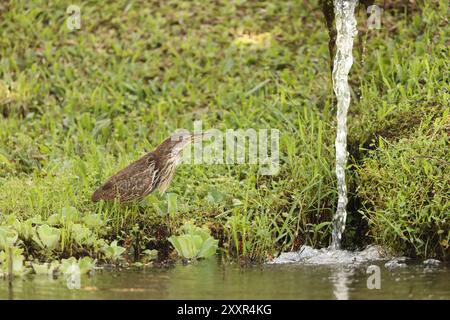 The cinnamon bittern (Botaurus cinnamomeus) or chestnut bittern is a ...