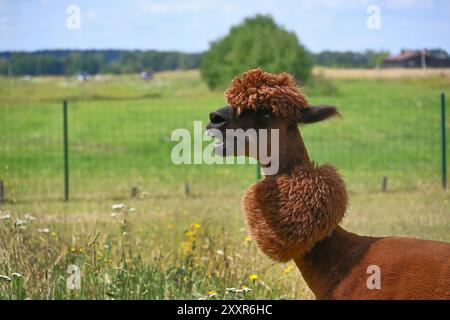 Brown alpaca with a thick, fluffy coat and a pronounced hairstyle stands in a meadow Stock Photo