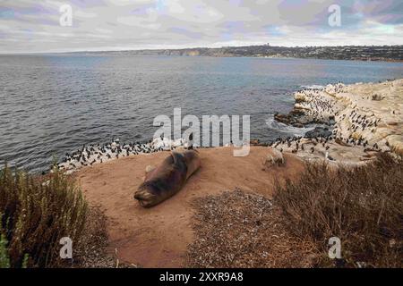 San Diego, California, USA. 18th Aug, 2024. Sea lions take rest at the coastline in San Diego. Coastline in San Diego absorbs plenty of people to visit and do water activities there. The coastline in San Diego is approximate 70 miles and multiple beaches along with the coastline. The beaches along the coastline are popular tourism spots in San Diego and busy everyday. (Credit Image: © Michael Ho Wai Lee/SOPA Images via ZUMA Press Wire) EDITORIAL USAGE ONLY! Not for Commercial USAGE! Stock Photo