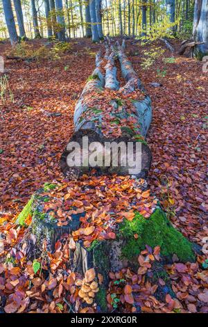 Tree log in a beech forest in autumn Stock Photo