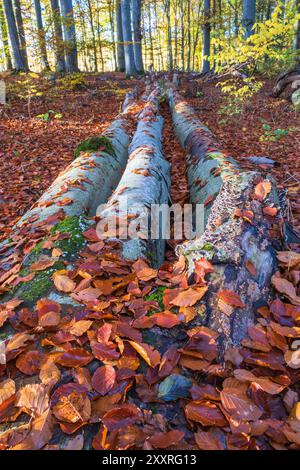 Autumn leaf lying on a fallen beech tree Stock Photo