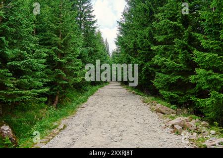 Gravel hiking path leading through dense coniferous forest in mountains on summer day Stock Photo